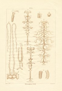 Metamorfose